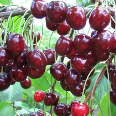 Черешня ОВСТУЖЕНКА в Сморгони