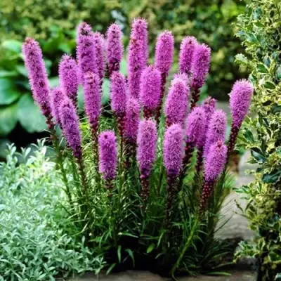 Лиатрис РОЗЕА колосковая в Сморгони