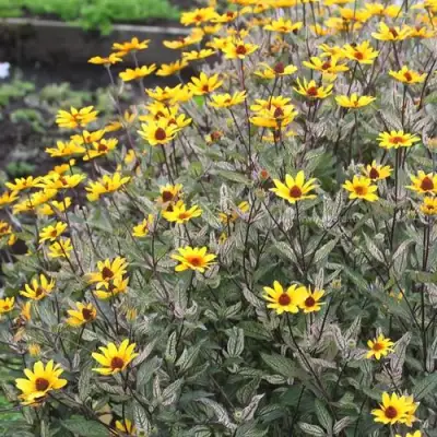 Гелиопсис САММЕР ПИНК в Сморгони