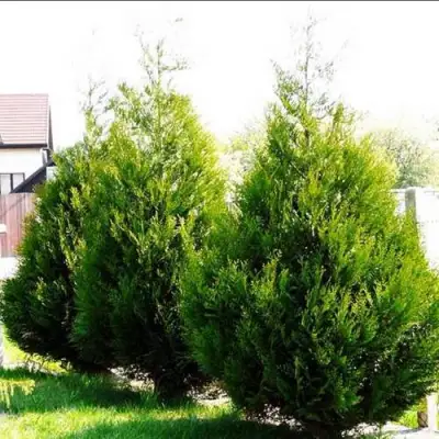 Туя АТРОВИРЕНС складчатая в Сморгони