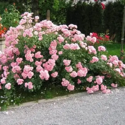 Роза БОНИКА флорибунда в Сморгони