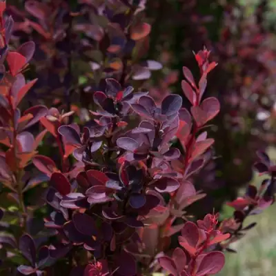 Барбарис ХЕЛМОНД ПИЛЛАР тунберга в Сморгони