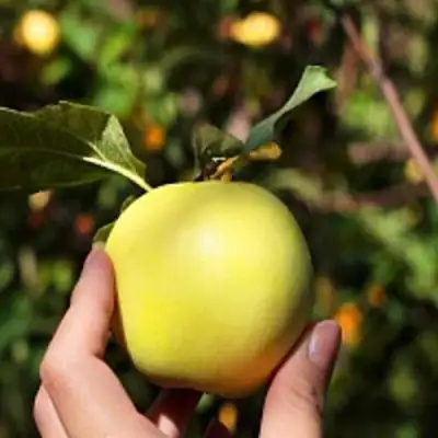 Яблоня РОССИЯНКА в Сморгони