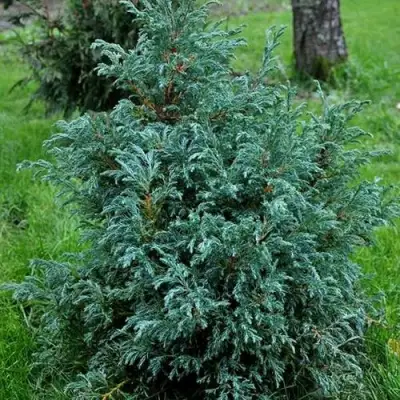 Кипарисовик БЕБИ БЛЮ горохоплодный в Сморгони