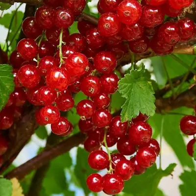 Смородина красная НАТАЛИ в Сморгони