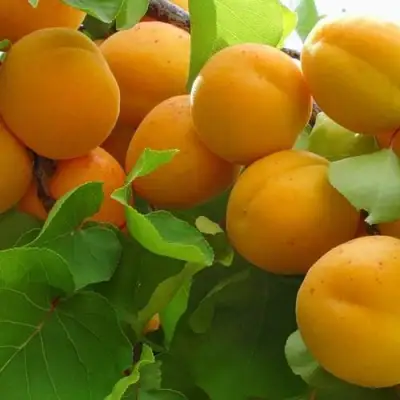 Абрикос ЖИГУЛЕВСКИЙ СУВЕНИР в Сморгони