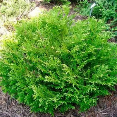 Туевик НАНА долотовидный  в Сморгони