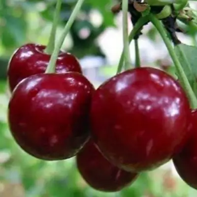 Вишня ГРИОТ БЕЛОРУССКИЙ в Сморгони