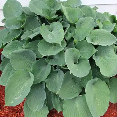 Хоста МУНЛАЙТ СОНАТА гибридная в Сморгони