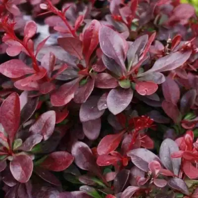 Барбарис АТРОПУРПУРЕА НАНА тунберга в Сморгони