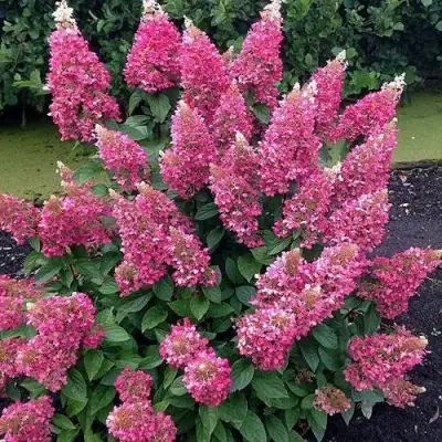 Гортензия МЕГА МИНДИ метельчатая в Сморгони