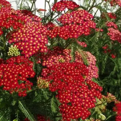 Тысячелистник ПАПРИКА обыкновенный в Сморгони