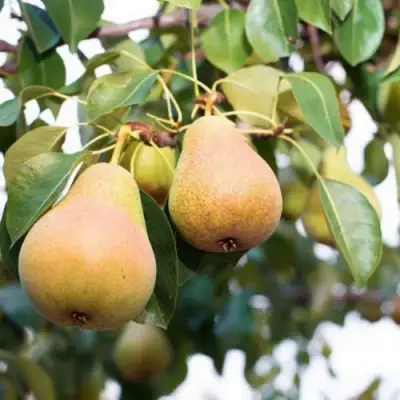 Груша ВЫСТАВОЧНАЯ в Сморгони