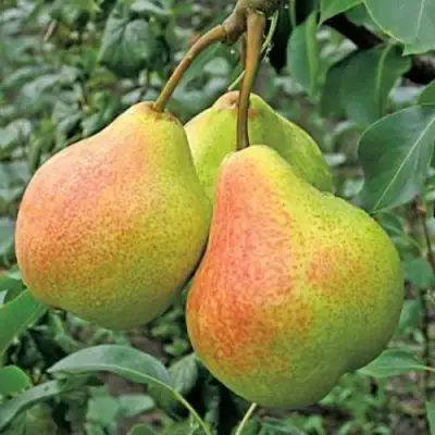 Груша ПАМЯТЬ ЯКОВЛЕВА в Сморгони