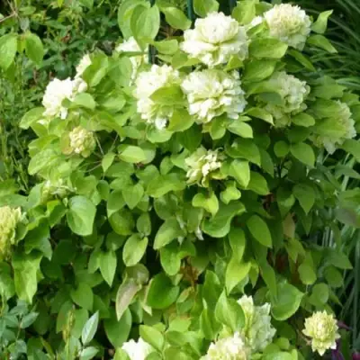 Клематис КОХАНА в Сморгони