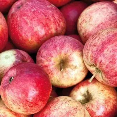 Яблоня ШТРИФЕЛЬ в Сморгони