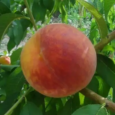 Персик ВАЙН ГОЛД Т3 в Сморгони