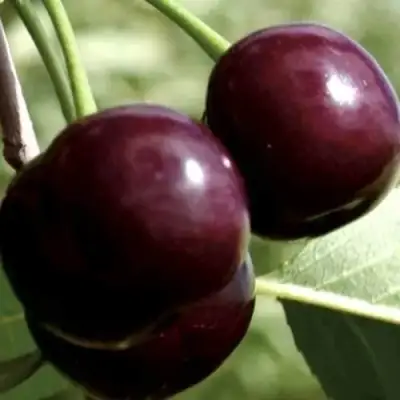 Дюк КСЕНИЯ (ЧЕРЕВИШНЯ) в Сморгони