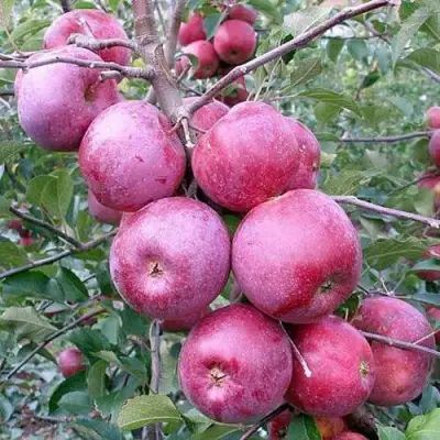 Яблоня ФЛОРИНА в Сморгони