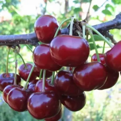 Вишня НОРД СТАР в Сморгони