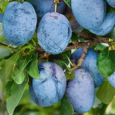 Слива ОДА в Сморгони