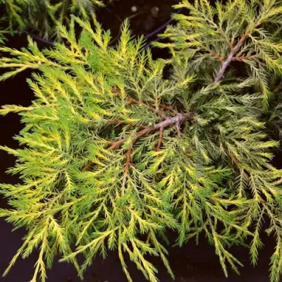 Можжевельник КИНГ ОФ СПРИНГ средний в Сморгони