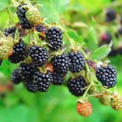 Ежевика АПАЧИ бесшипная  в Сморгони