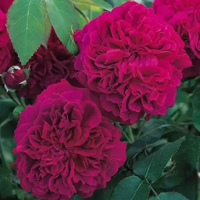 Роза ВИЛЬЯМ ШЕКСПИР английская в Сморгони