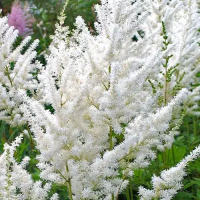 Астильба ДИАМАНТ Арендса в Сморгони