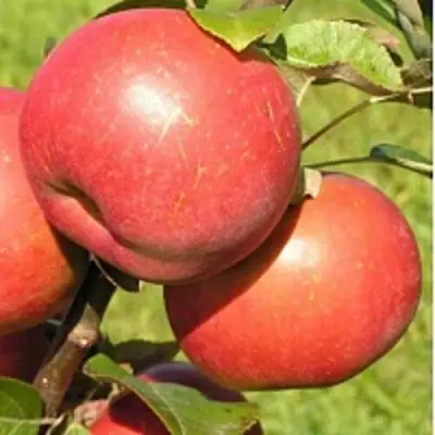 Яблоня РЕДКРАФТ в Сморгони