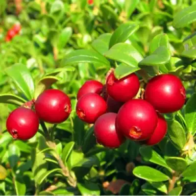 Брусника садовая РЕД ПЕРЛ в Сморгони