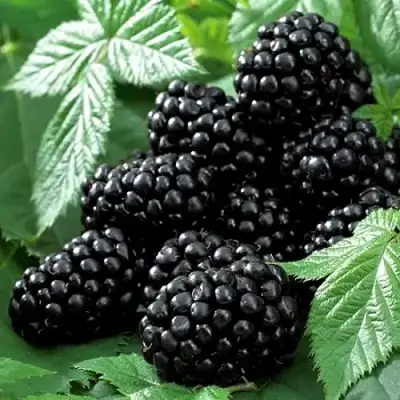 Ежевика БЛЭК БЬЮТИ в Сморгони