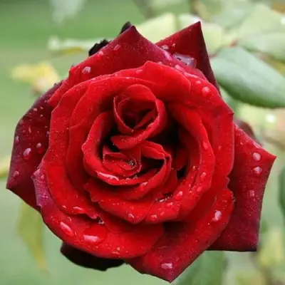 Роза ТАБУ чайно-гибридная в Сморгони