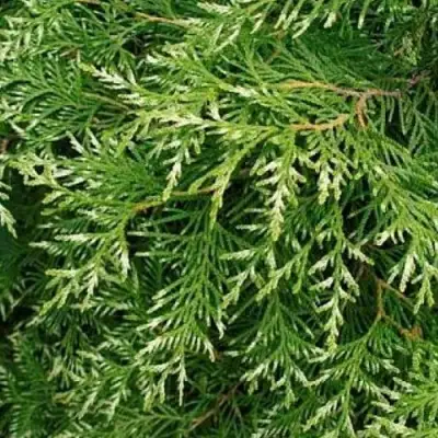Туя СМАРАГД ВАРИЕГАТА западная в Сморгони