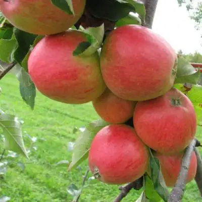 Яблоня ПИККОЛО в Сморгони