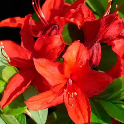 Азалия НАБУКО листопадная в Сморгони