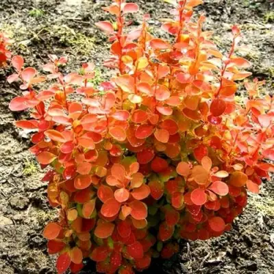 Барбарис ОРАНЖ ФАЙЕР тунберга в Сморгони