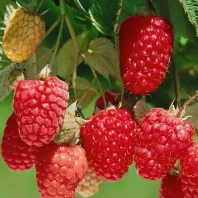 Малина ХИМБО-ТОП в Сморгони