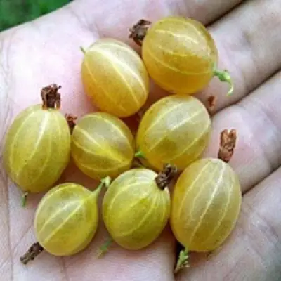 Крыжовник ЯРОВОЙ в Сморгони