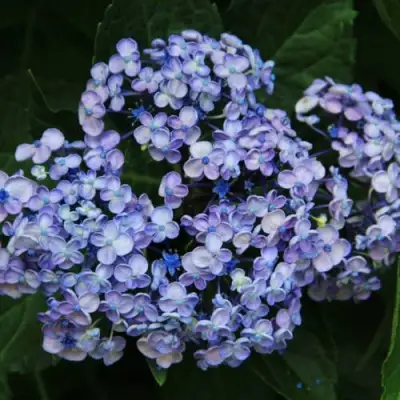 Гортензия АИША крупнолистная  в Сморгони