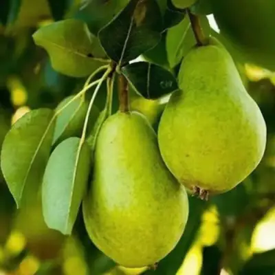 Груша СЕВЕРЯНКА колонновидная в Сморгони