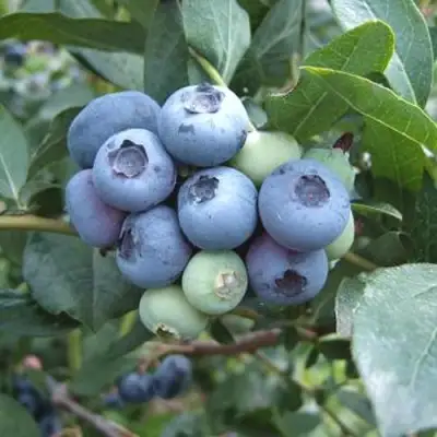 Голубика БЛЮЭТТА в Сморгони