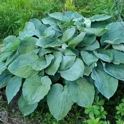 Хоста ЭЛЕГАНС Зибольда в Сморгони