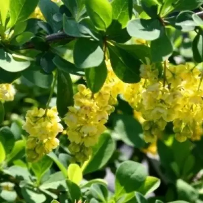 Барбарис ИНДИАН САММЕР  в Сморгони