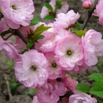 Миндаль ТРЁХЛОПАСТНЫЙ (луизеания) в Сморгони