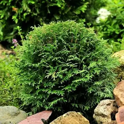 Туя ДАНИКА западная в Сморгони