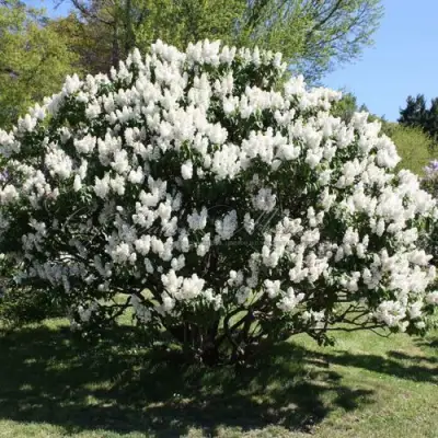 Сирень РОЧЕСТЕР в Сморгони