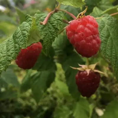 Малина КАРАМЕЛЬНАЯ в Сморгони