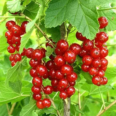 Смородина красная ФЕРТОДИ в Сморгони