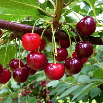 Вишня БРУСНИЦЫНА степная в Сморгони